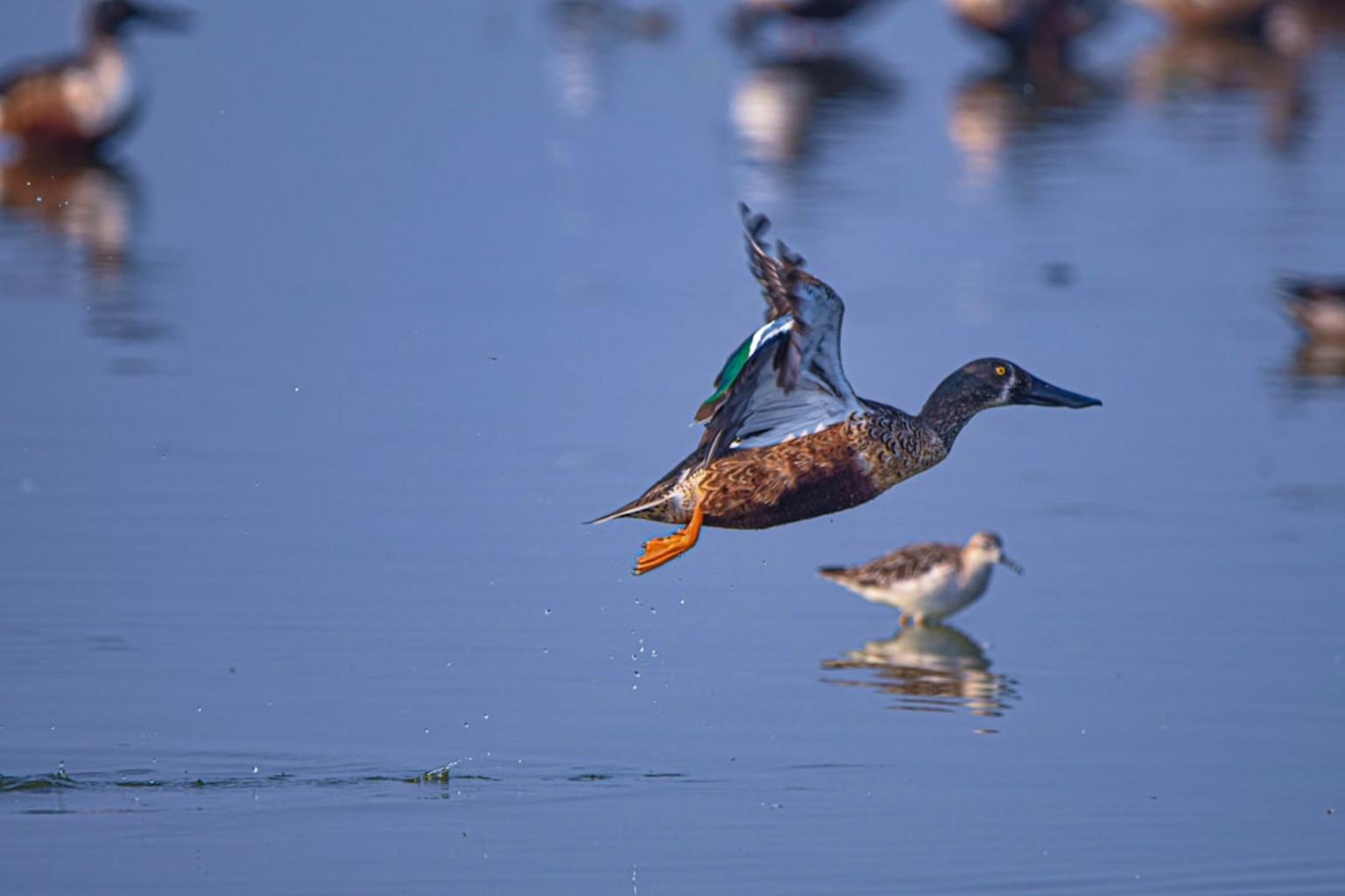 Migratory birds and butterflies during September in National Parks