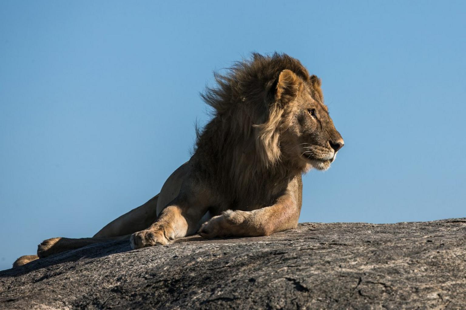 Safari experience in Tanzania with wildlife sightings