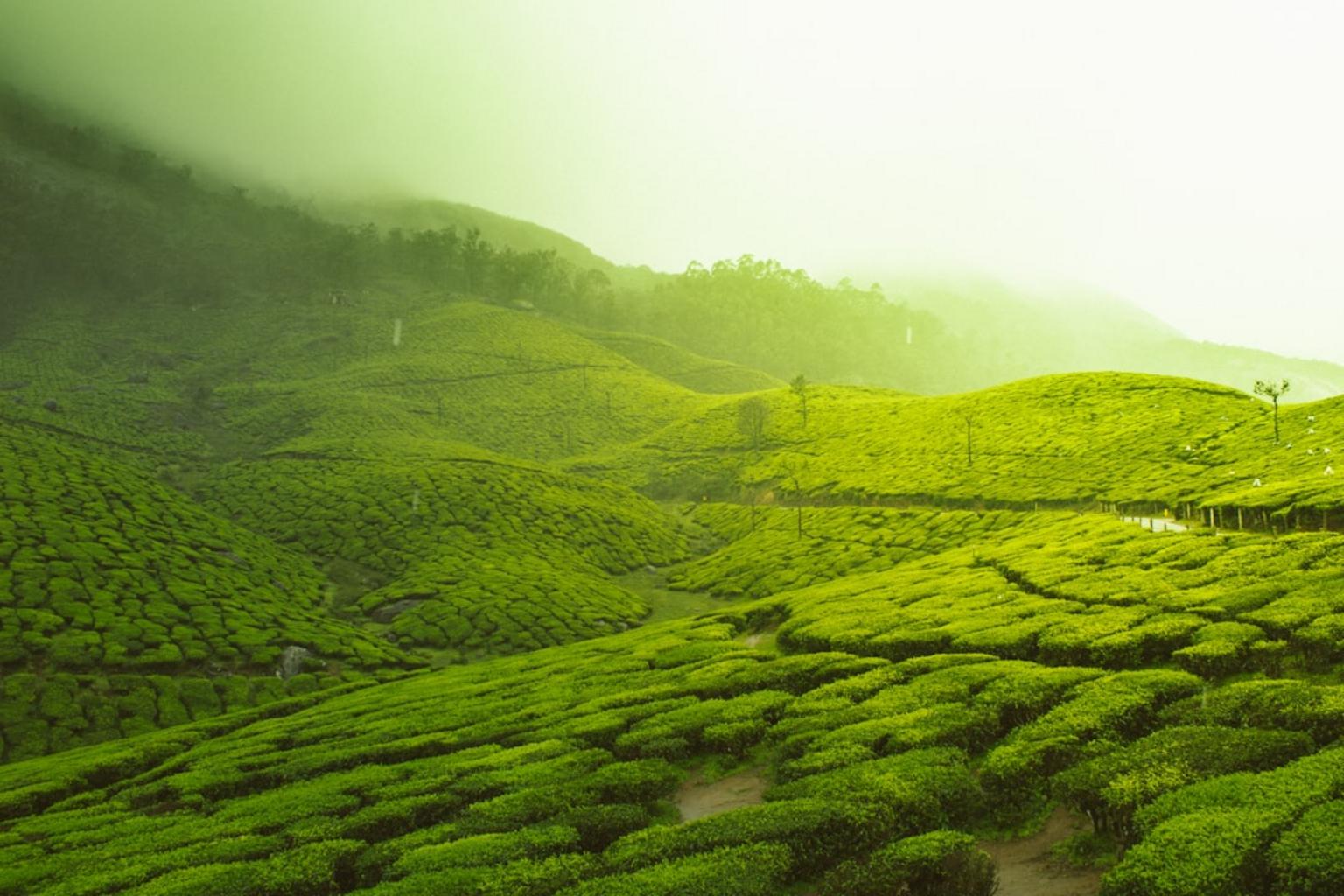 Darjeeling Himalayan Railway scenic train crossing tea gardens