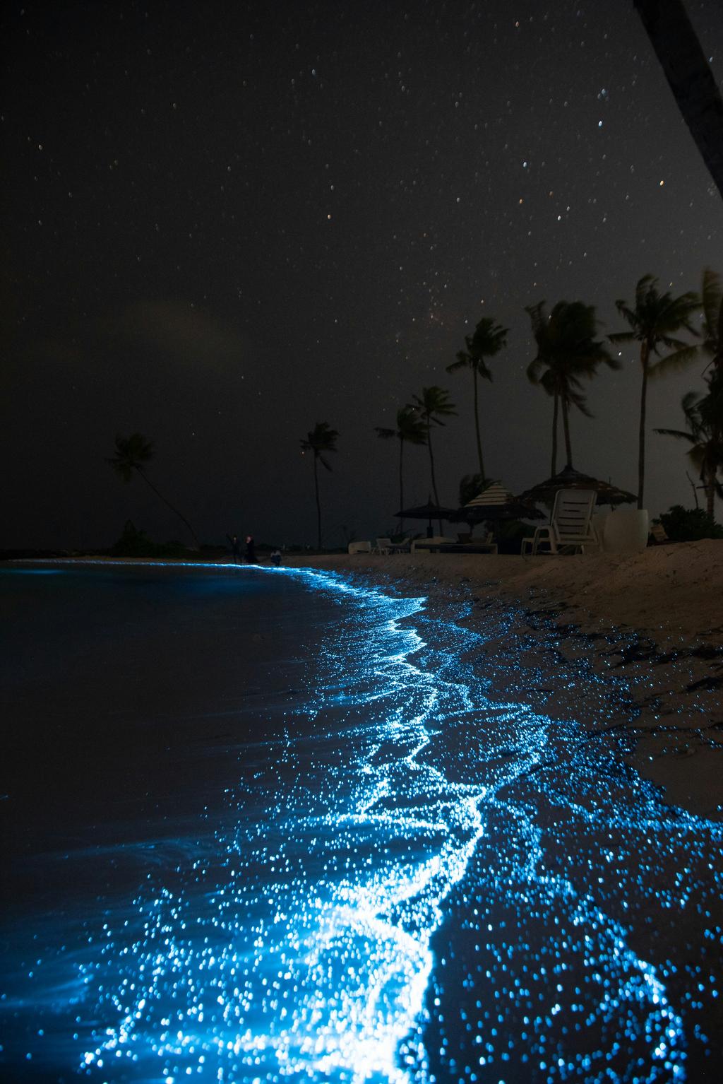 Bioluminescent plankton glowing in water at night