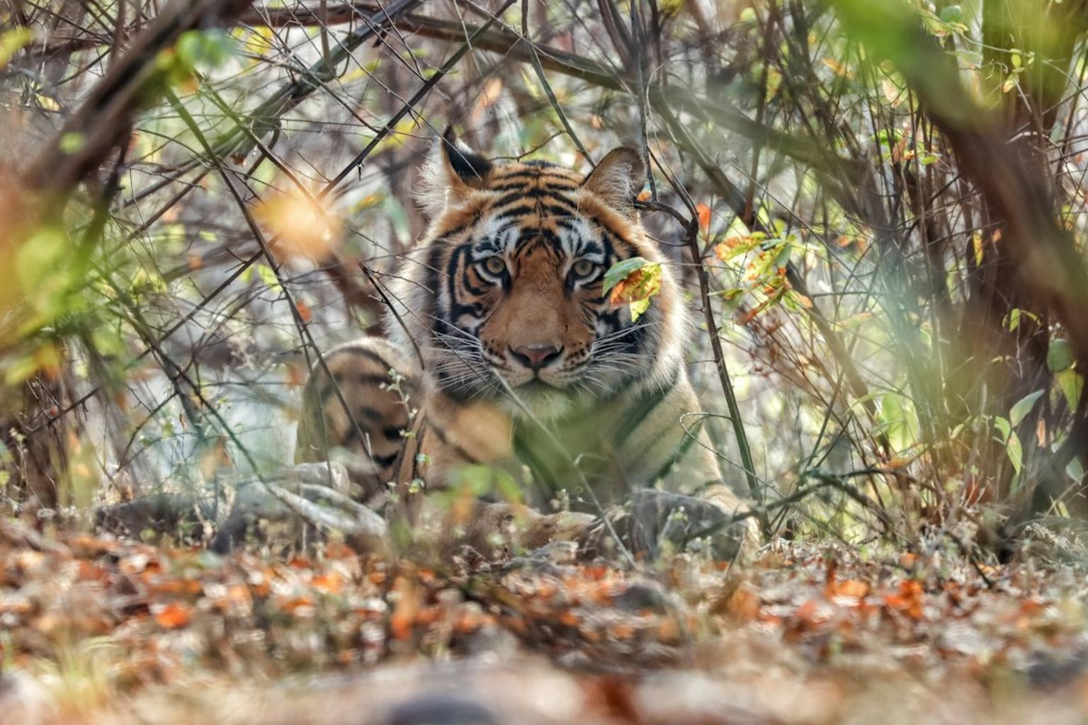 Spirited Adventures travel highlights