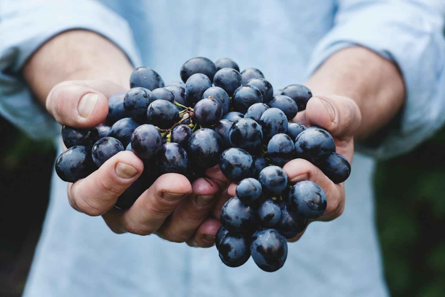 Wine harvest workers in vineyards during September