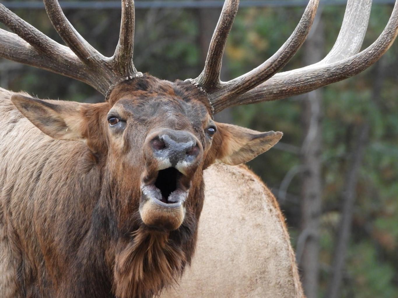 Elk in Yellowstone National Park in September