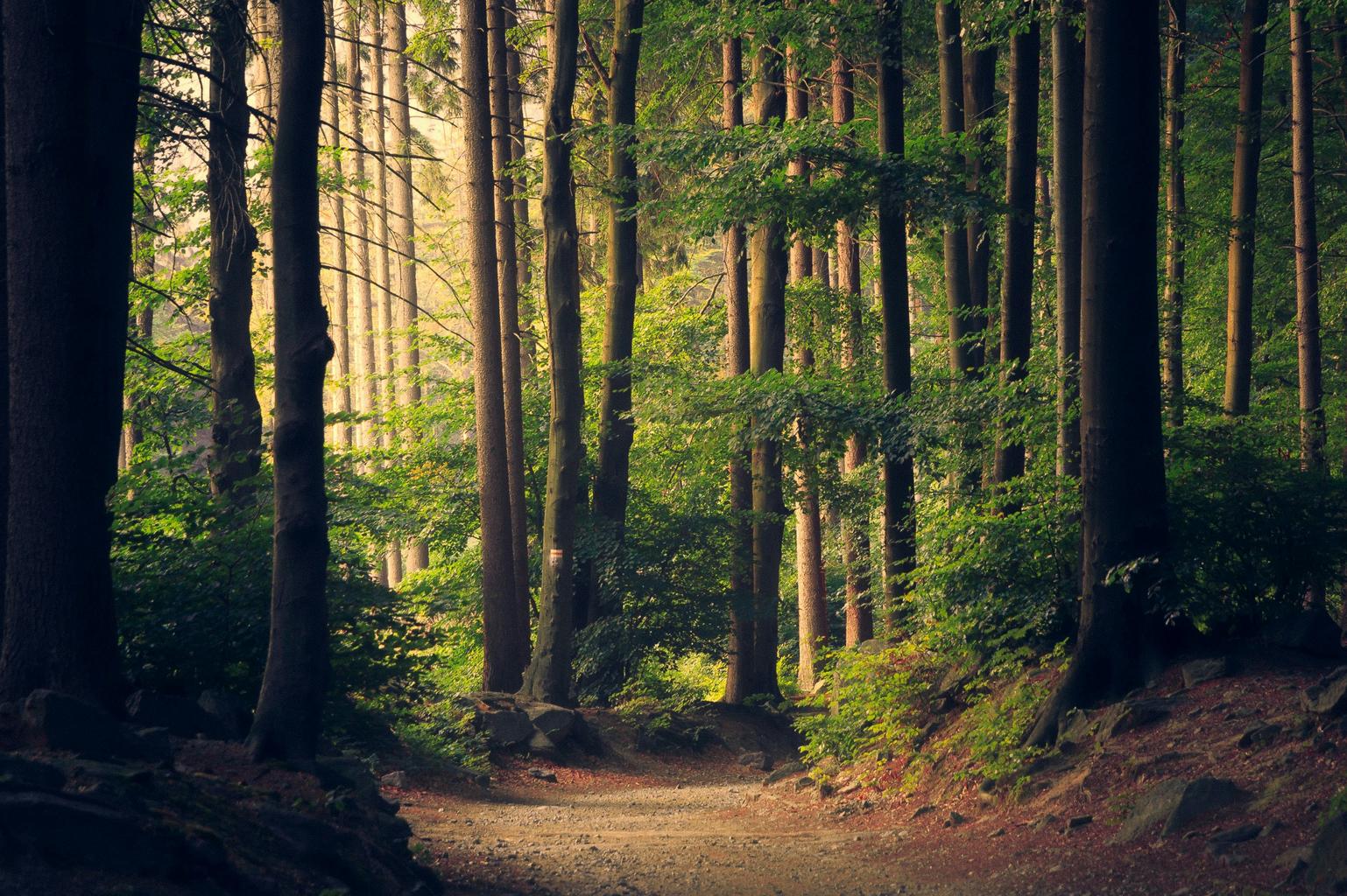 Benefits of taking a tech free day for mental health and focus
